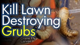 Patchy Lawns? Get Rid Of The Grub Worms First.