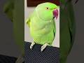 Super cute parrot talking shorts youtubeshots viralshorts viral