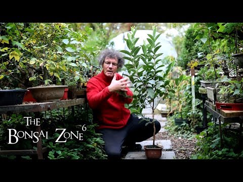 Pruning Back My Tall Bonsai, Part 3, The Bonsai Zone, Oct 2019