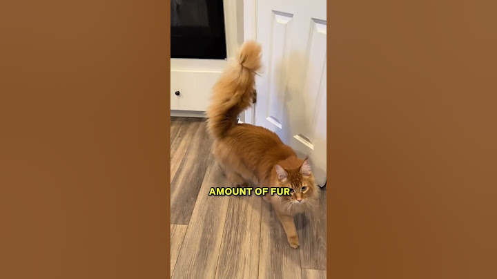 Why Do Cats’ Tails Fall Off? 🥲