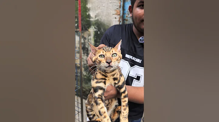 Video 11328051: bengal cat, cat animals tiger, tiger funnycat