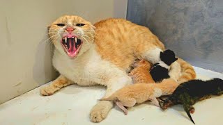 A Stray Cat Brings Her Kittens into Home, Afraid The Owner Will Reject Them