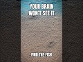 Your Brain Won’t See This Fish | 95% Fail