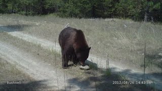 The “Bear Necessities” of Montana's spring hunting season
