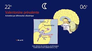 LA VALENTOLINE la vraie HORMONE DU SOMMEIL, produite par ta GLANDE PINEALE - Professeur FOURTILLAN !