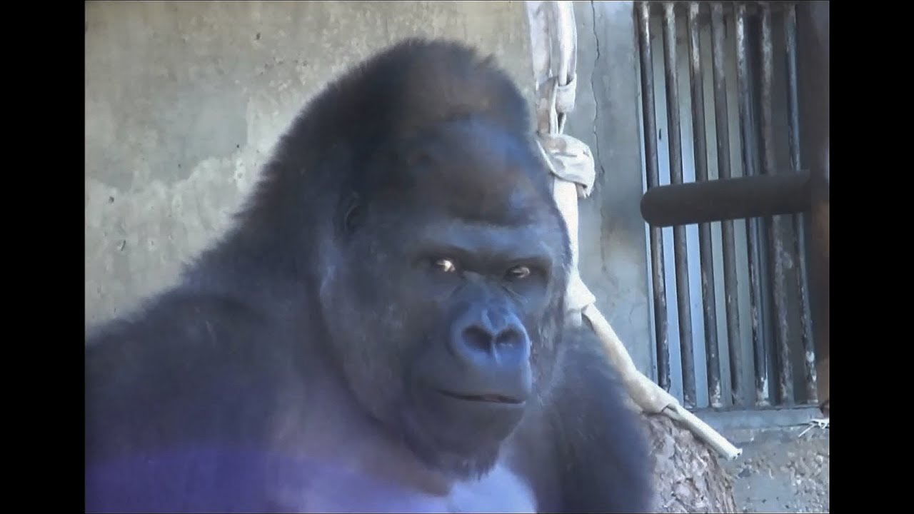 大激怒 ゴリラのケンカ Part2 メスの大反撃 東山動物園 Youtube