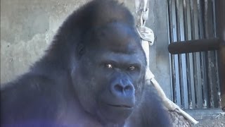 大激怒 ゴリラのケンカ Part2 メスの大反撃 東山動物園 Youtube 大激怒 ゴリラのケンカ Part2 メスの大反撃 東山動物園 Youtube
