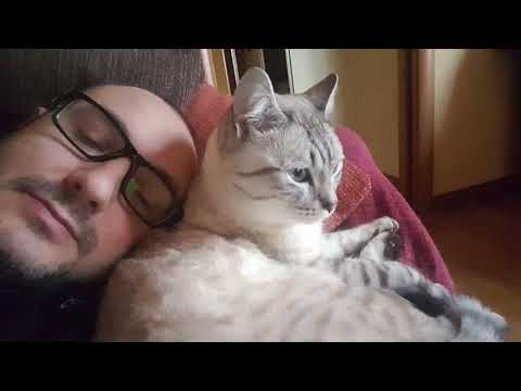 Condividere il divano col gatto