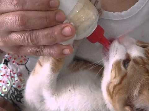 Vídeo: Gatinhos Alimentados Com Mamadeira: Pesadelos Em Formação?