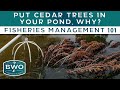 Put CEDAR TREES in your pond, why? - Fisheries Management 101