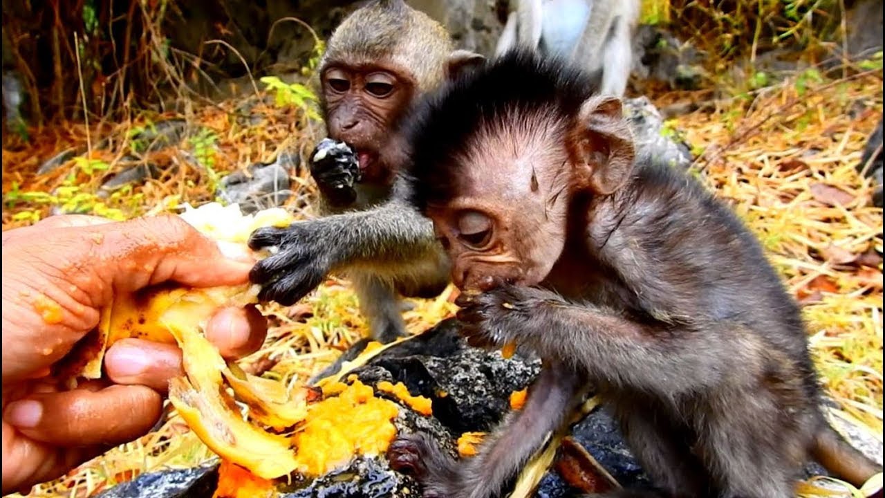 foundry Saving Heidi When She is Starving_Congratulation Heidi Gets More Energy and beautiful