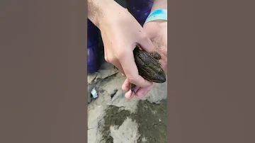 Огромная лягушка квакает