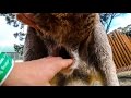 Inside a Kangaroo Pouch - Smarter Every Day 139