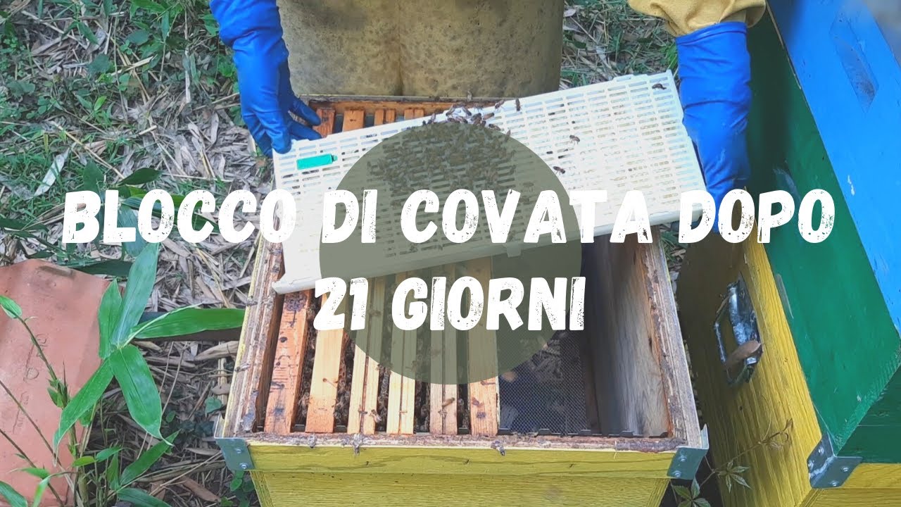 Apicoltura: blocco di covata dopo 21 giorni + aggiornamento reti proponi