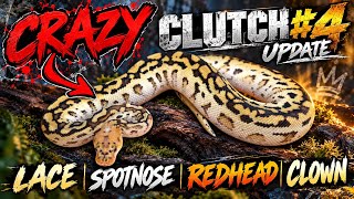 Full 2026 Clutch #4 -OD Lace Spotnose clown-Clutch Update- Breeding Ball Pythons #ballpython #reptiles  Update