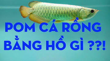 Pom Cá Rồng bằng hồ Pom gì hiệu quả nhất