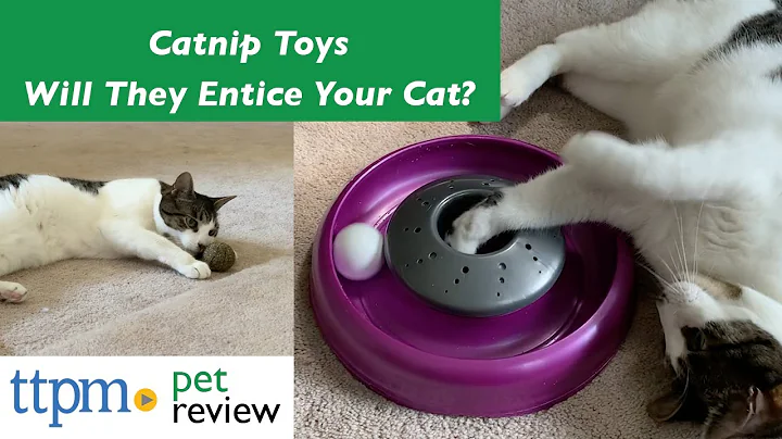 Catnip Toy Reviews | Do They Work? | (We Tested Them All) | Keep cats enticed and stimulated