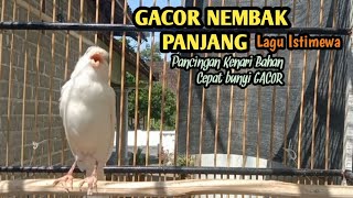KENARI GACOR CUIT CUIT NGEROL TAJAM LAGU MEWAH ‼️ pancingan Kenari bahan Cepat Gacor