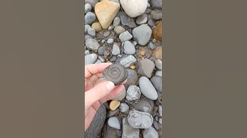 Beach prepped Ammonite fossil amongst the pebbles! #fossils #ammonite #shorts #pebbles #coast