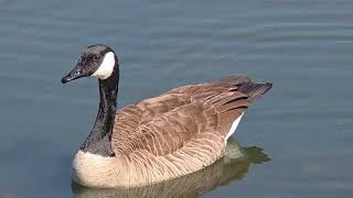 A Peaceful Walk Around the Lake | Spring Wildlife in the Ozarks