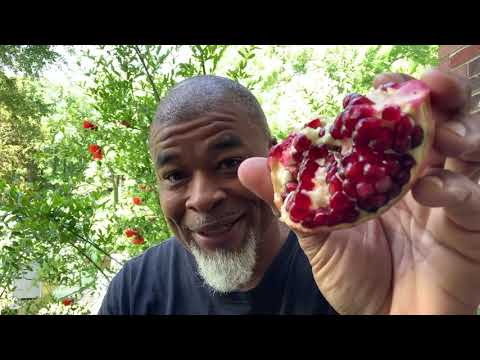 Video: Potrebujú granátové jablká opeľovača – informácie o opeľovaní stromov granátových jabĺk