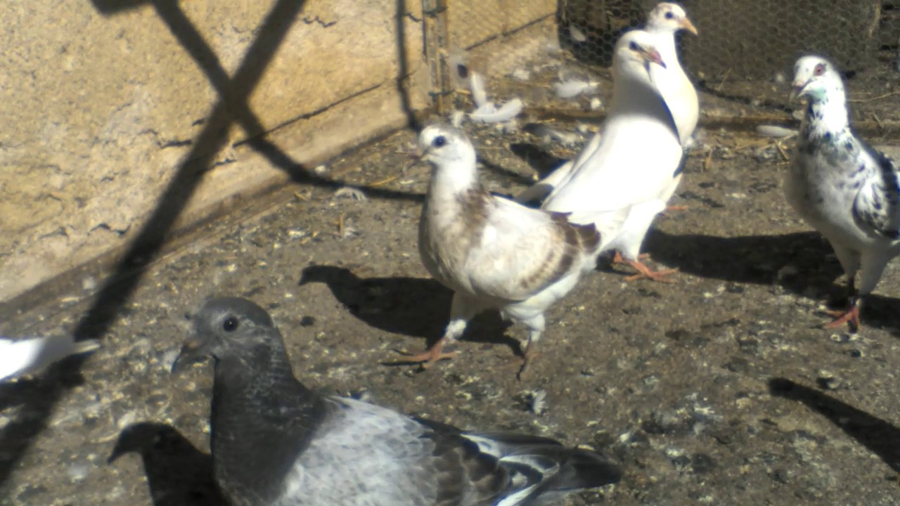 Je vous présente mes pigeon de chair YouTube Je vous présente mes pigeon de chair YouTube