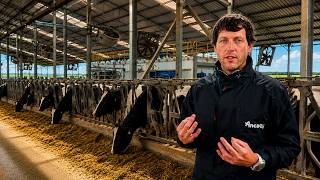 90 ROBOTS, 4,000 COWS AND 50 LITERS PER COW | AGRÍCOLA ANCALI, CHILE 🇨🇱