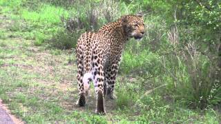 2012-1021 k368 Leopard Calling for Mate