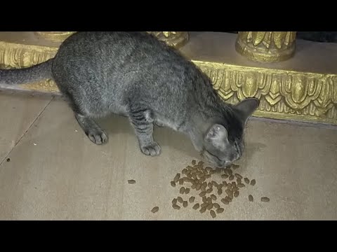 Reya is eating foods at night and so cute #cat #animal #funny #plays # ...