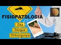 Fisiopatología del Dengue - Zika - Chikungunya. Mecanismos de daño, cómo atacan los arbovirus!