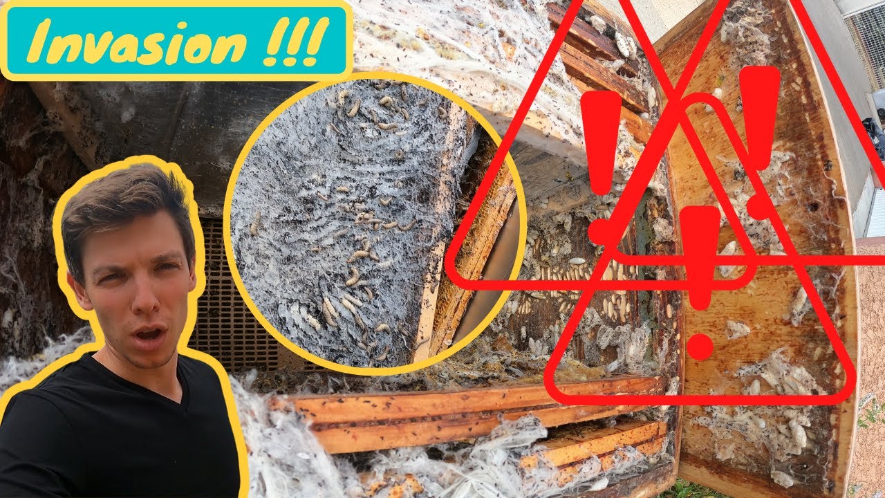 HALLUCINANTE INVASION PAR DES MILLIERS DE LARVES DANS UNE RUCHE - LEÇON ET SOLUTION