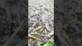 Maíz molido a las tilapias? #acuicultura #tilapia #shortvideo