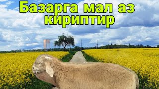 Торпоктор жана койлордун баасы//Токмок мал базары//13.06.2021.