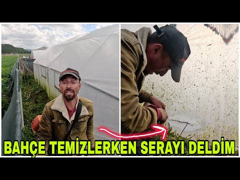 ANNEMLERİN İÇİNE KURT DÜŞÜRDÜM~AYKIZA YAVRULARI TESLİM ETTİK~SERAYI DELDİM EYVAHHH