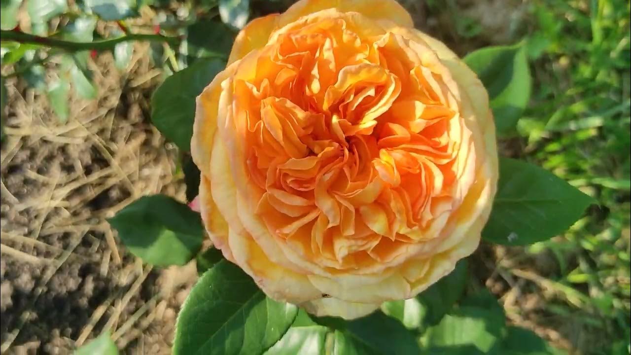 Роза Генри Дельбар первое цветенние - YouTube