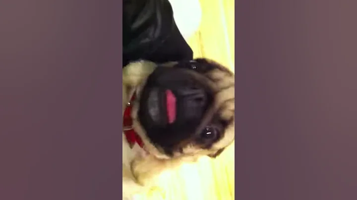 Mops funny Pug