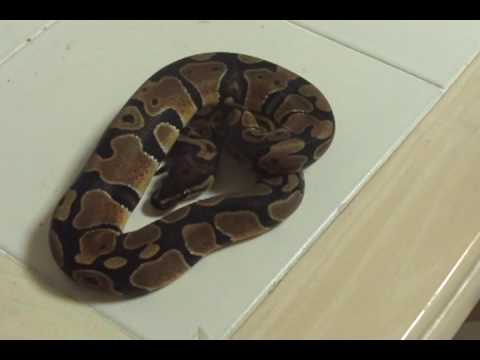 backlash winner new 2008 female ball python