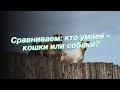 Сравниваем: кто умнее – кошки или собаки?