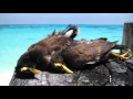 Video for "Denis Island", SEYCHELLES, VIDEO