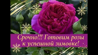 видео: Срочно!!! Готовим розы к успешной зимовке! картинка: Срочно!!! Готовим розы к успешной зимовке!