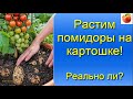 Помидоры выращивание на картофеле двойной урожай Миф или реальность  Tomato