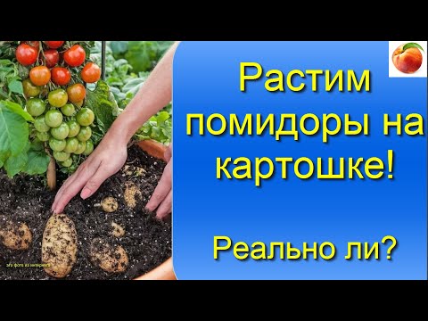 Video: Укмуш гибриддер. Картошка помидору