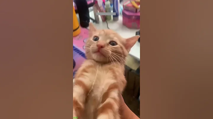 Watch the video about Cute Kittens 😻 funny cats fighting 🥰 # Part 9043