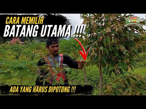 Video: Apa yang dimaksud dengan pemotongan ganda?