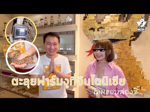 SEXY BALLPYTHON | EP.7 ตะลุยฟาร์มงูที่อินโดนิเซีย ไหนแอบส่องซิ้!!