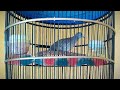 Perkutut Lokal Silang Bangkok Crossing Gacor Total Suara Besar Istimewa Mp3 - Mp4 Download