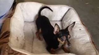 Dogs Crazy reactions