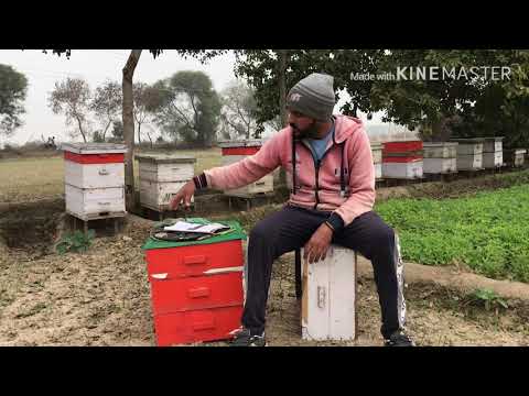 वीडियो: सर्दियों में मधुमक्खियों को कैसे खिलाएं
