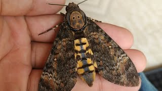 Eastern death's head hawk moth