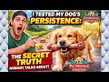 Testing My Dogs' Intelligence